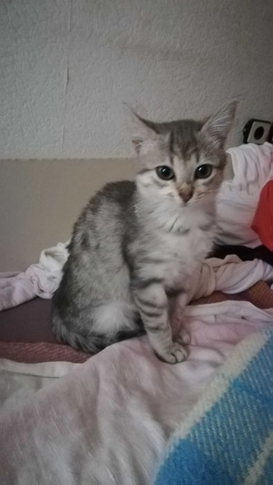 Коте сиво тигърче