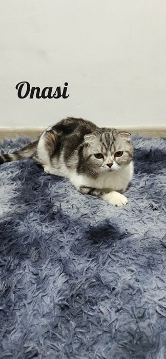 Shatlanisky okras serebrisctiy shinshila heyland bollari