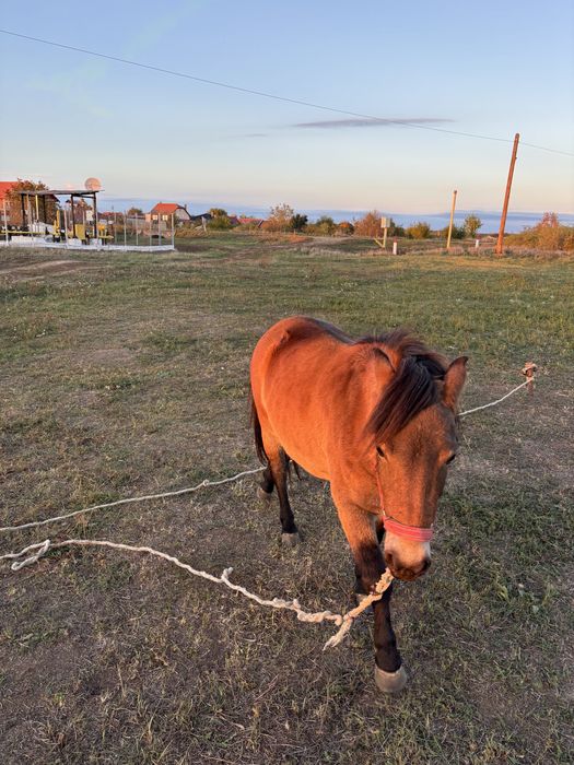 Vând Iapă (ponei) 2 ani