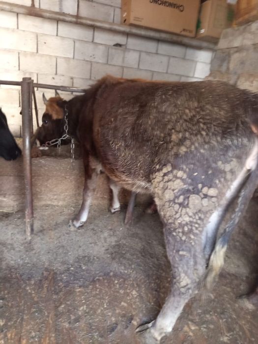 Продам тёлок молодых и бычка откормленные