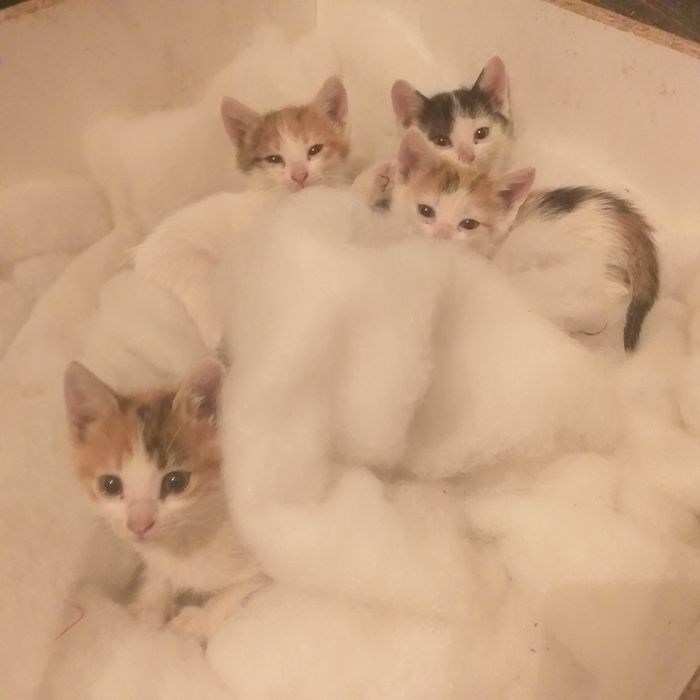 Отдам котят в добрые руки