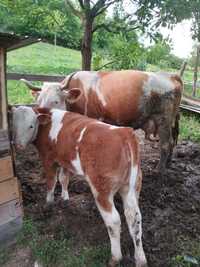 Vaca și vițea de vanzare