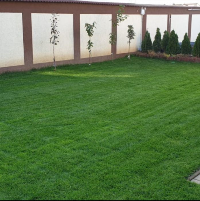 Gazon rulou calitatea 1