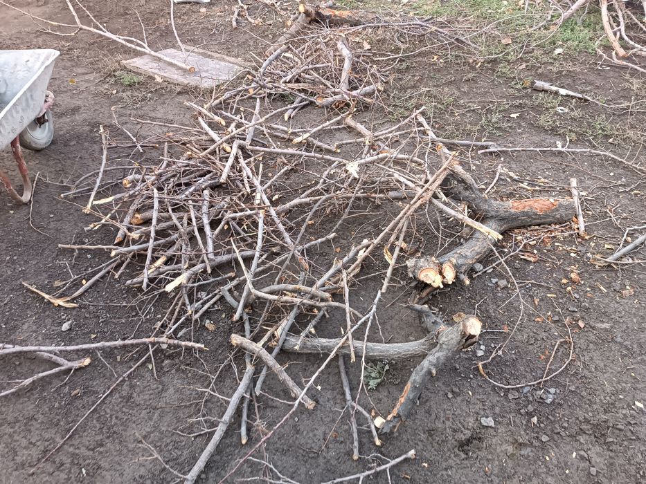 Дрова с дерева урюка бесплатно