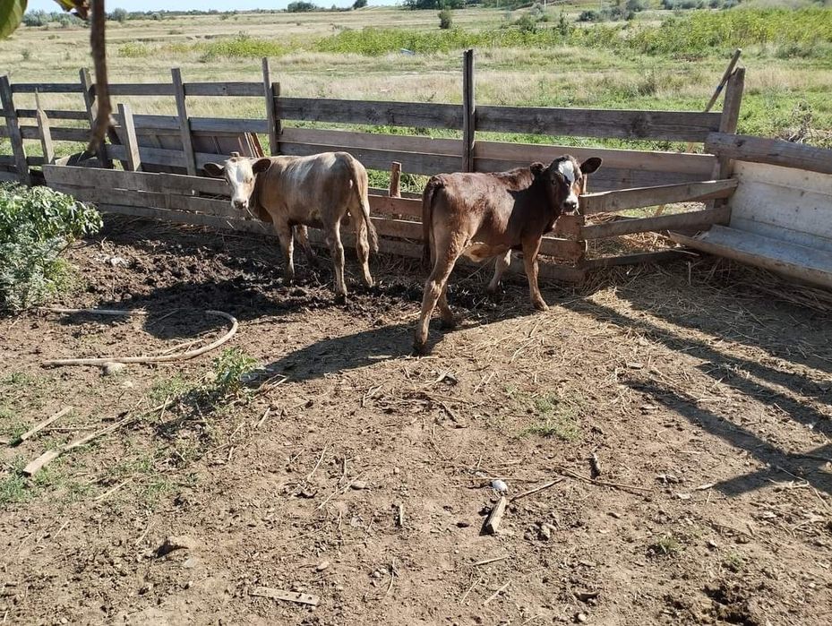Aduc viței pe comandă!!