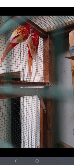 Papagal Rosella rubino