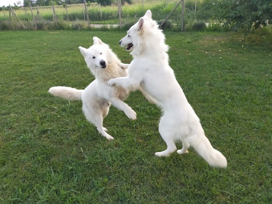 Ciobanesc Elvețian Berger blanc Suisse -lup alb