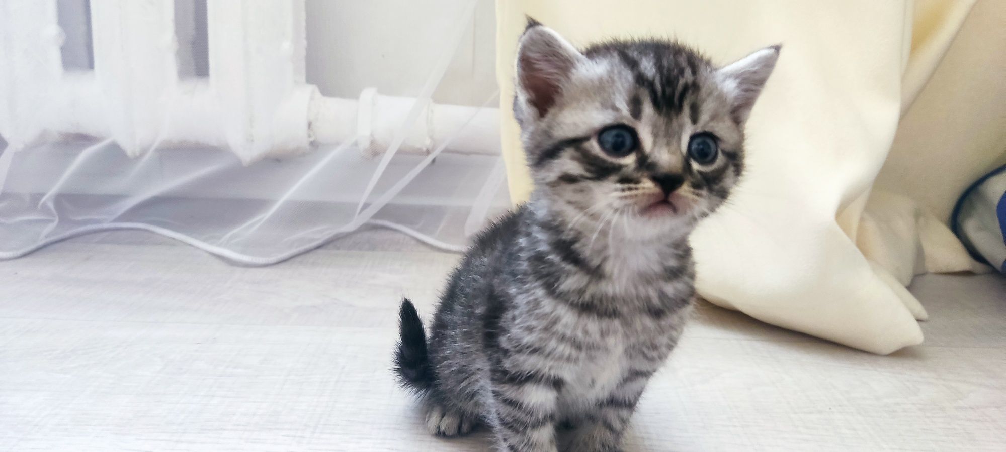 Котята скоттиш страйт