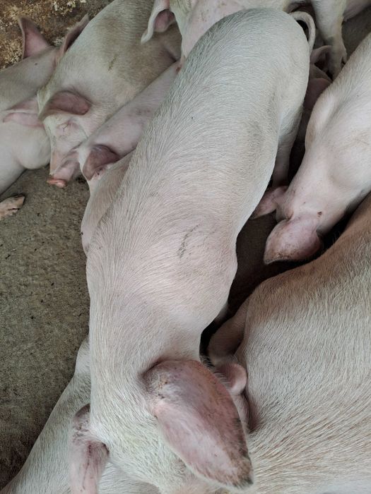 Малки прасета мъжки и женски скопени