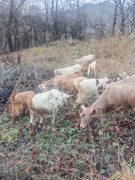 Capre rasa carpatina