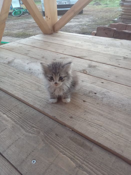 Отдам котят в добрые руки.