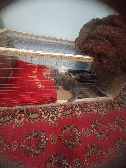 Отдам за конфетки