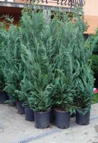 Leylandii Verde Auriu Pentru Gradina sau curte , Transport gratuit