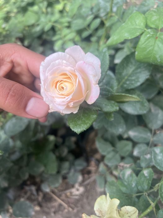 Atirgul kochatlari саженцы Розы