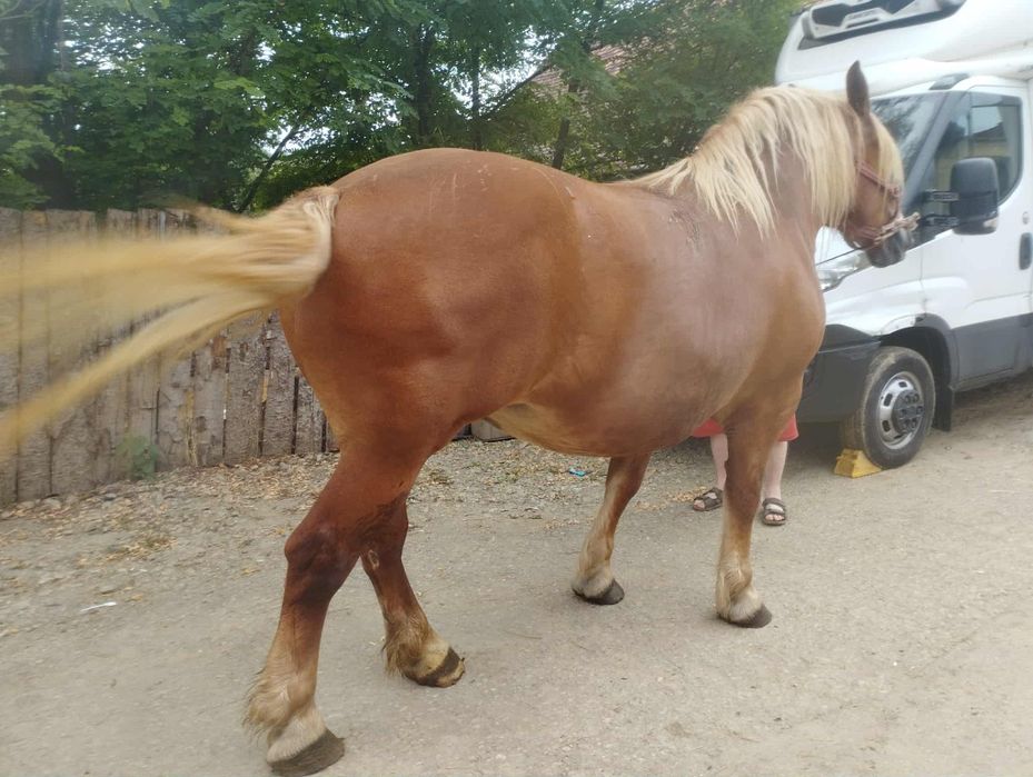 Iapa de  vânzare de 5 ani