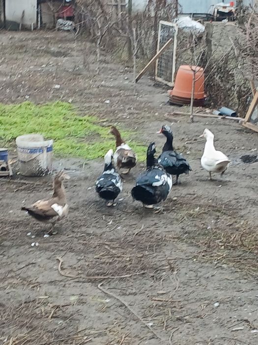 Vând rațe mute și rățoi.