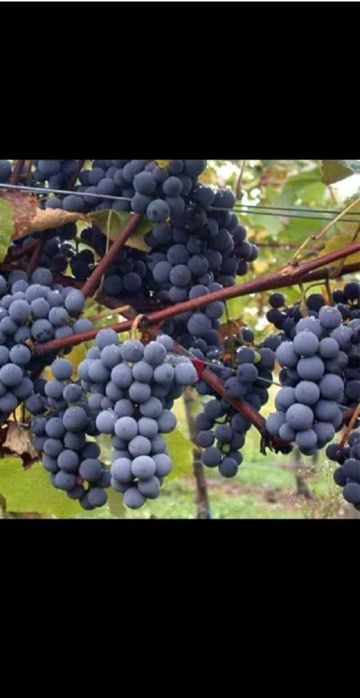 Butasi de vita de vie de anul 3