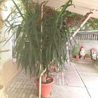 Yuca planta de ghiveci