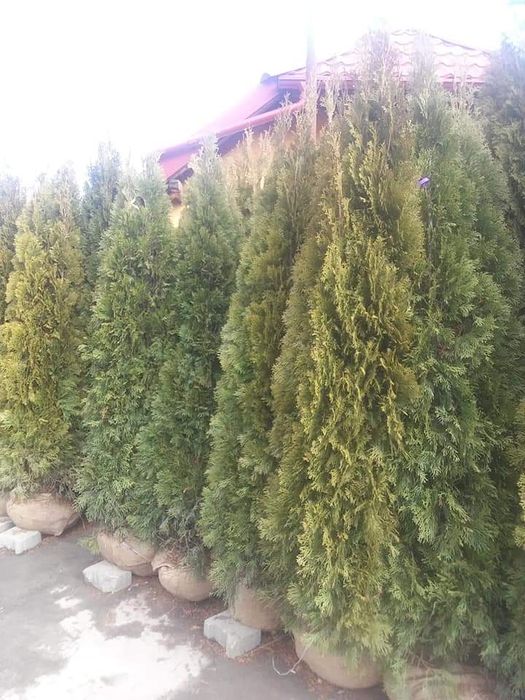 Amenajari gradini cu plante ornamantale