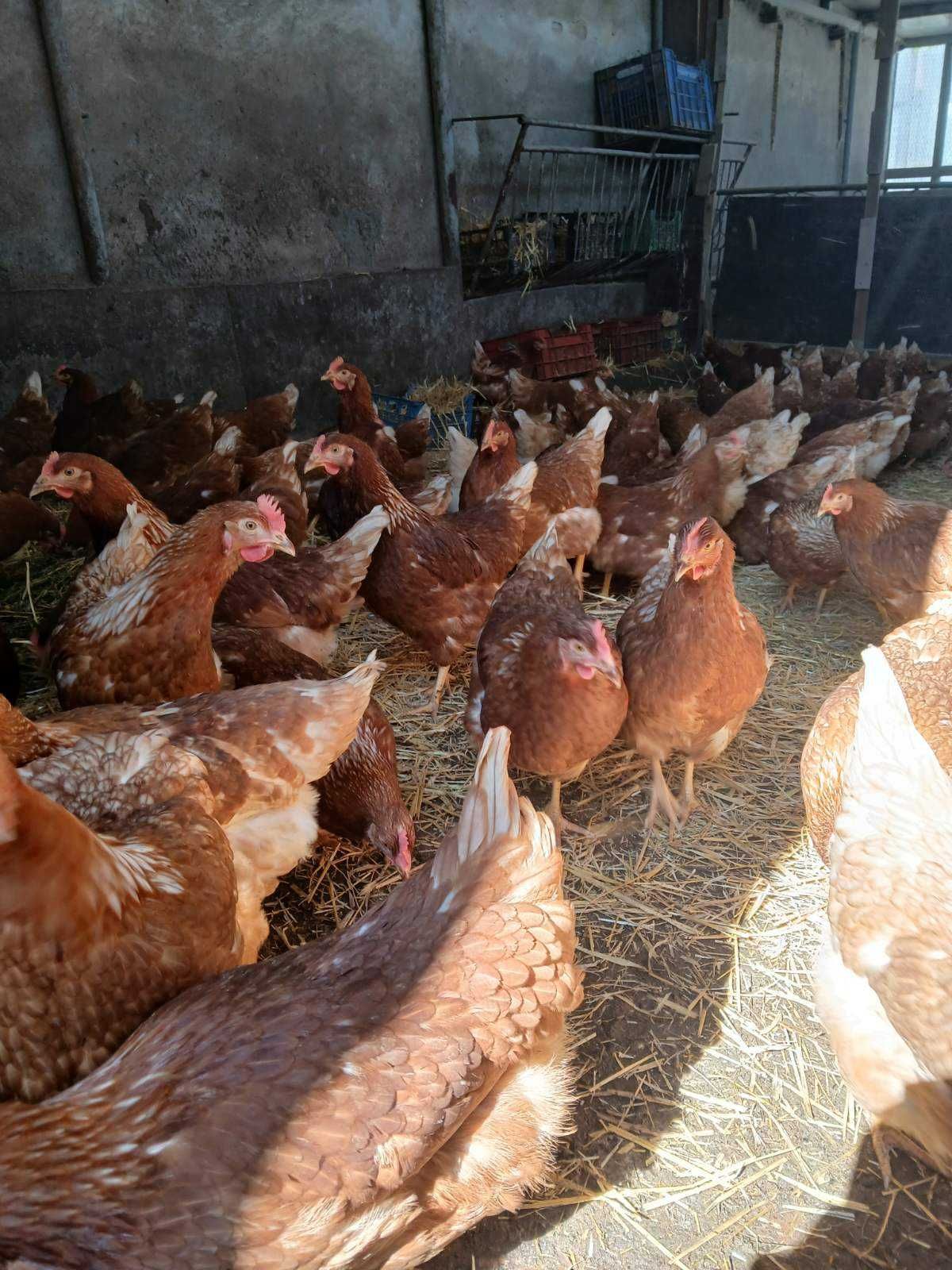 Продавам пронесли млади ярки и кокошки Ломан браун
