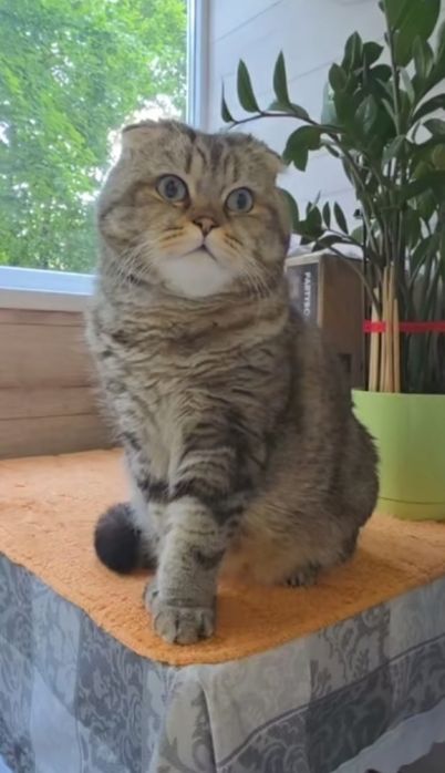 Вязка. Шотландский кот.