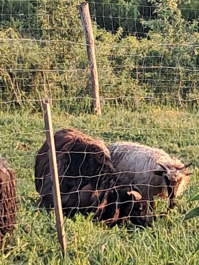Vând berbeci si două  oi racka ( ratca) de diverse vârste/