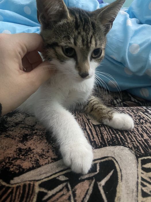 Dau in adoptie pui de pisica-urgent!!