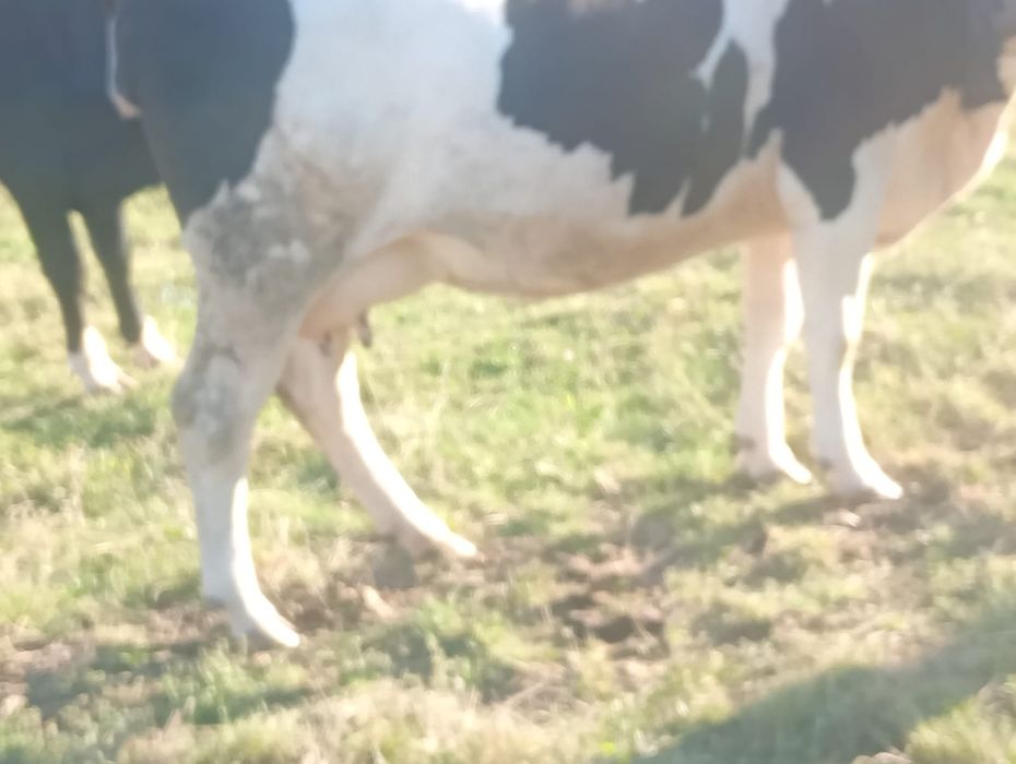 Vând două vaci gestante