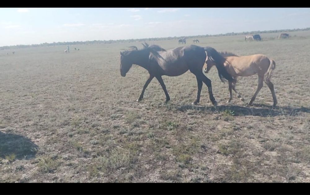 3 жасар ұрғашы буаз бие құлыншағымен