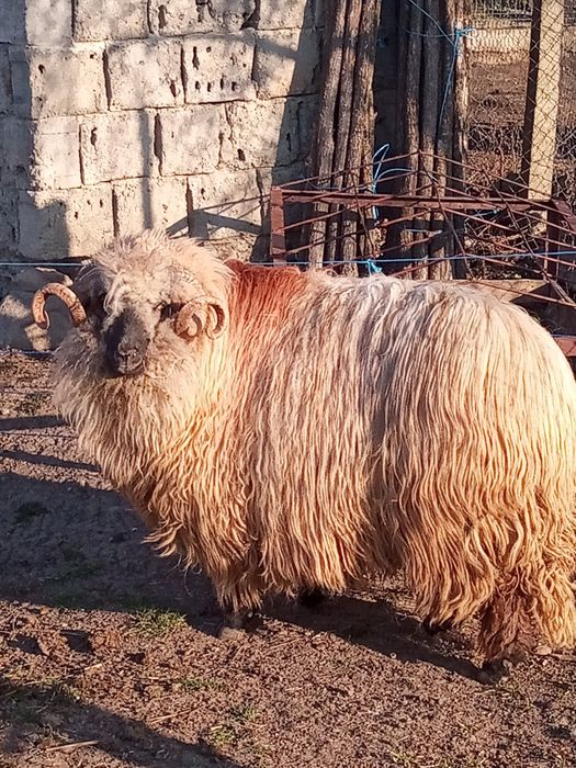 Vînd mior bucălău
