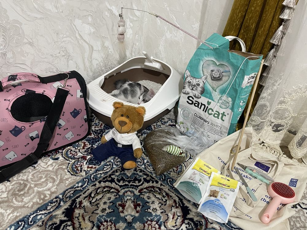 Котёнок продам мушукча сотилади