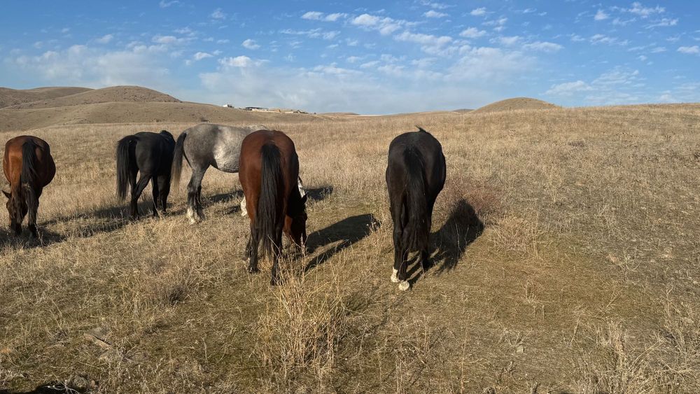 Еки уйр жылкы сатылады