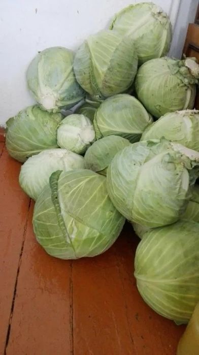 Капуста белокочанная домашняя