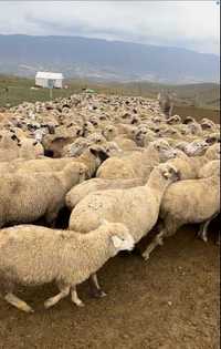 овцы меринос оптом