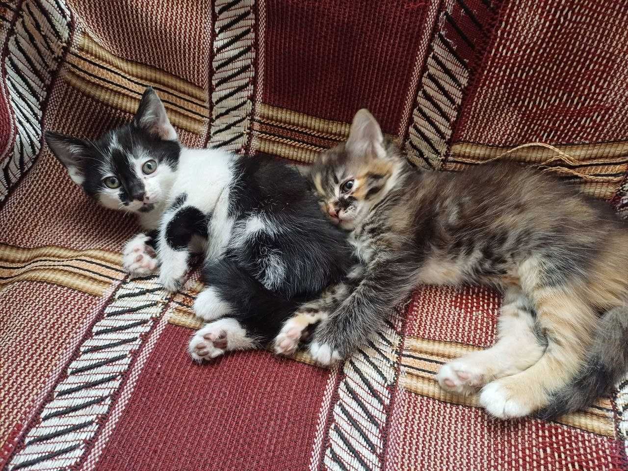 Отдаю котят в добрые руки , бесплатно.
