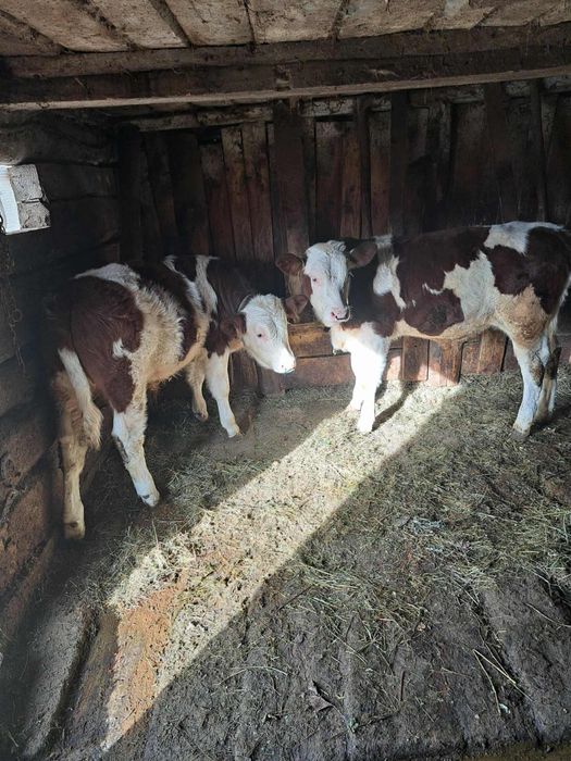 Viteii gemeni de vanzare