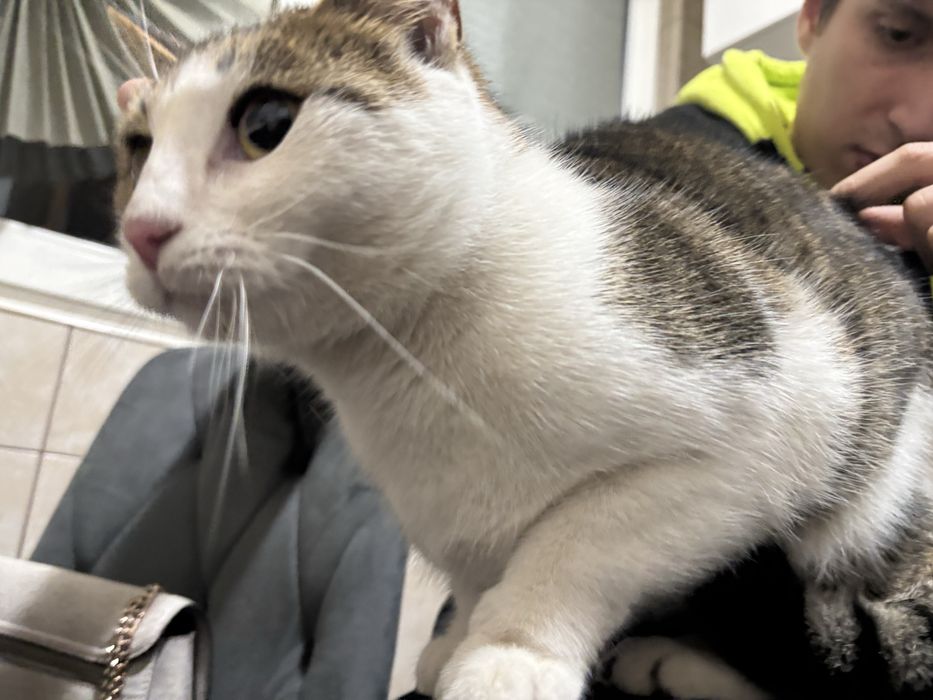 Pisicuta spre adoptie blanda