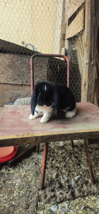 Mascul berbec german