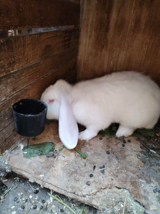 De vânzare iepuri de casă.