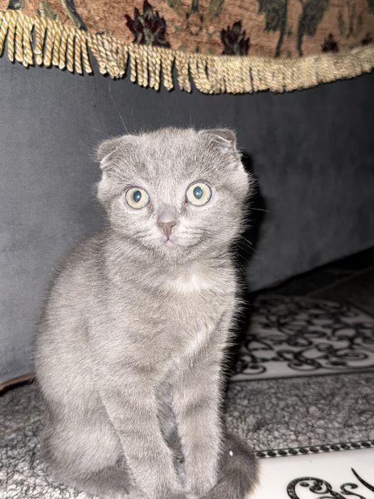 Продается шотладнский котенок