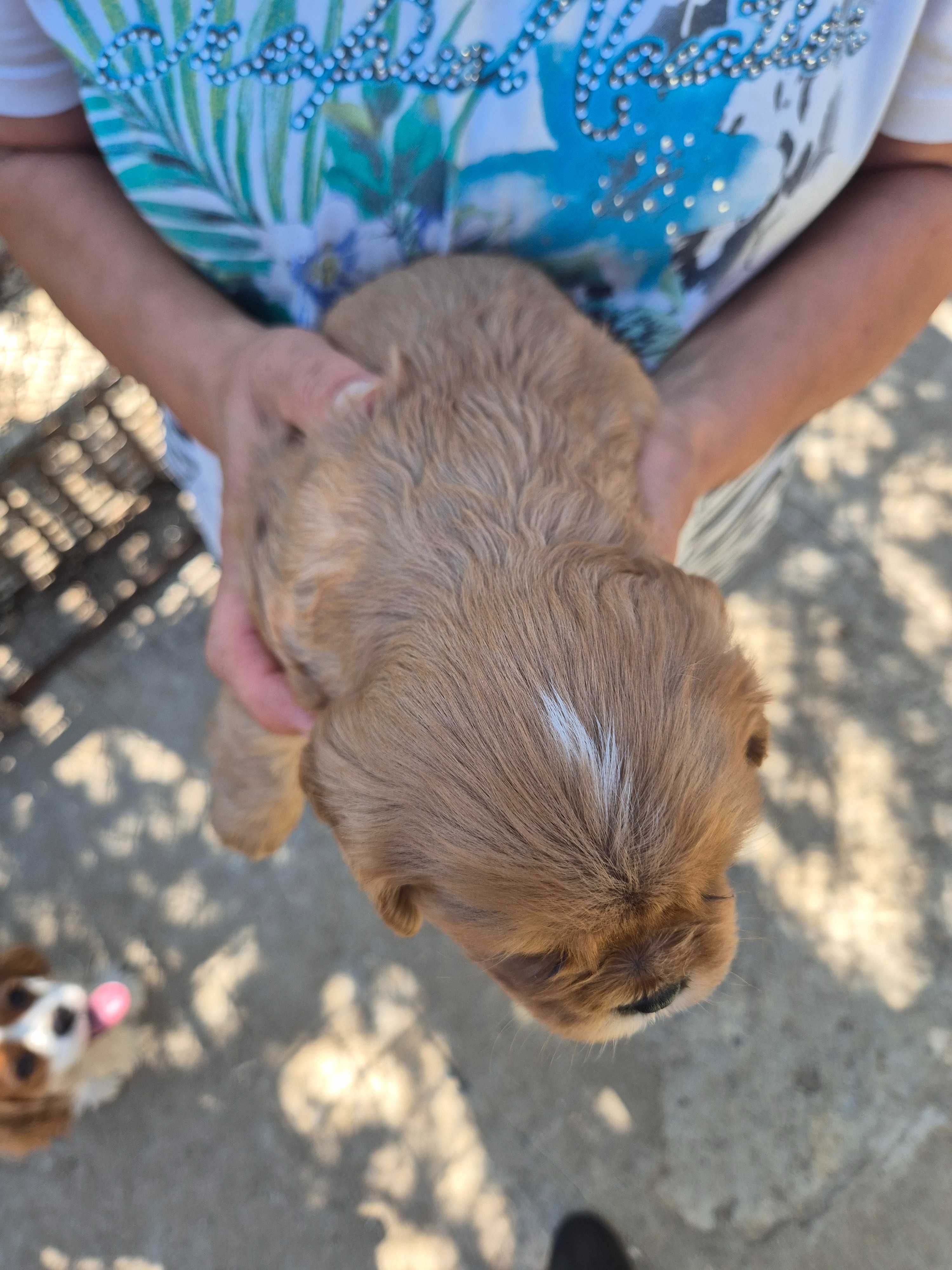 Fetita de Exceptie Cavalier King Charles Spaniel, Culoare Ruby