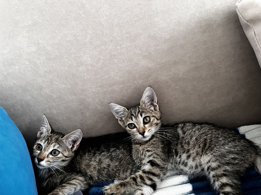 Котенок в добрые руки