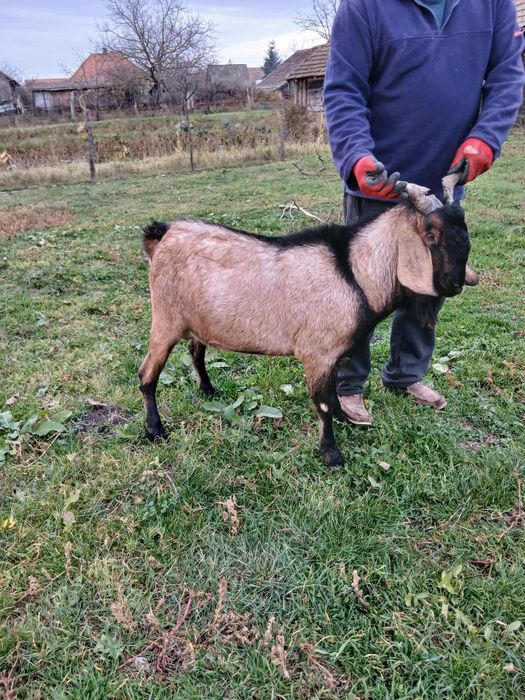 Tap nubian de vanzare