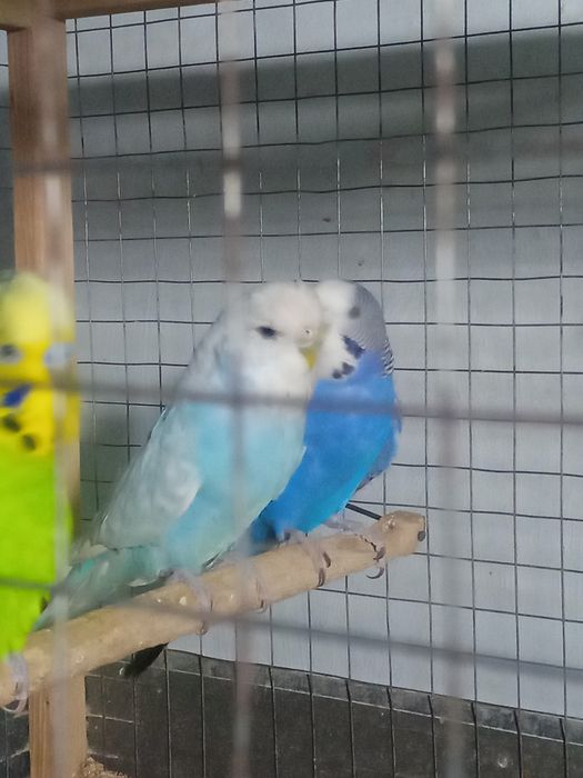 Volnistiy papugaylar sotiladi.