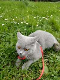 British Shorthair Blue