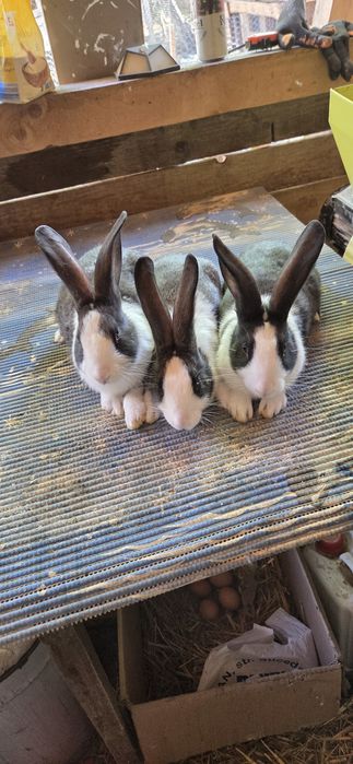 Hycole francez tineret