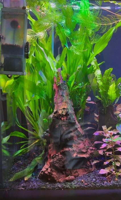 Аквариумные расписания, эхинодорус уругвайский