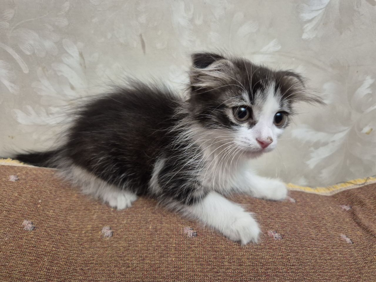 Котенок в добрые руки