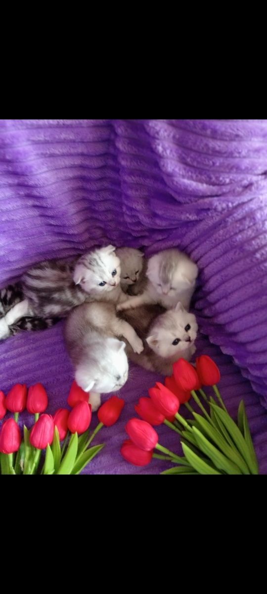 Крупный шиншиловый вислоухий кот на вязку. Имеет отличную родословную.