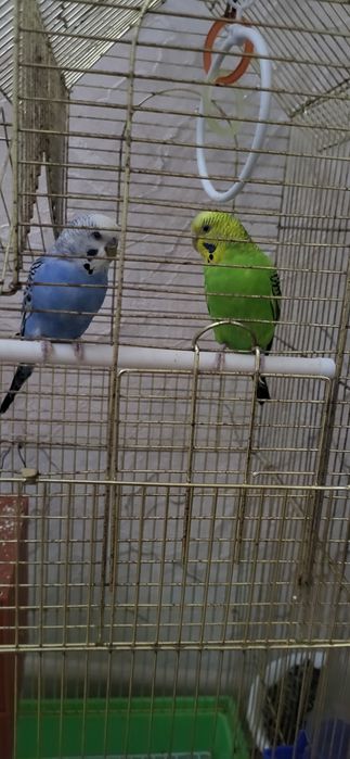 Папугай волнистик